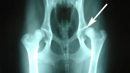 X-ray of large breed dog with bilateral hip disease, highlighting severe hip dysplasia