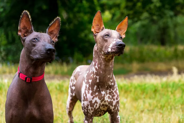 Xoloitzcuintlis head portrait outdoors.