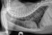 Xray of a cat with feline asthma.