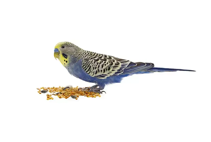 Yellow-headed budgie feeding on ground