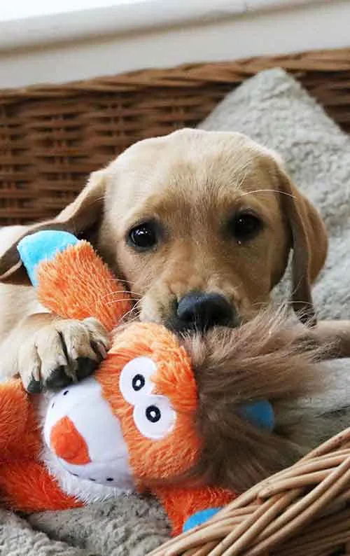 Yellow Lab puppy portrait with lion toy