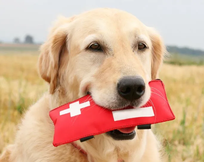 Yellow Labrador retriever dog gently holding a red pet first aid kit bag in its mouth, standing in a sunny field