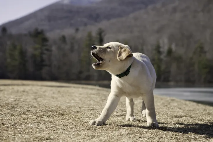 Yellow Labrador retriever puppy barking intensely outdoors, illustrating reactive behavior.