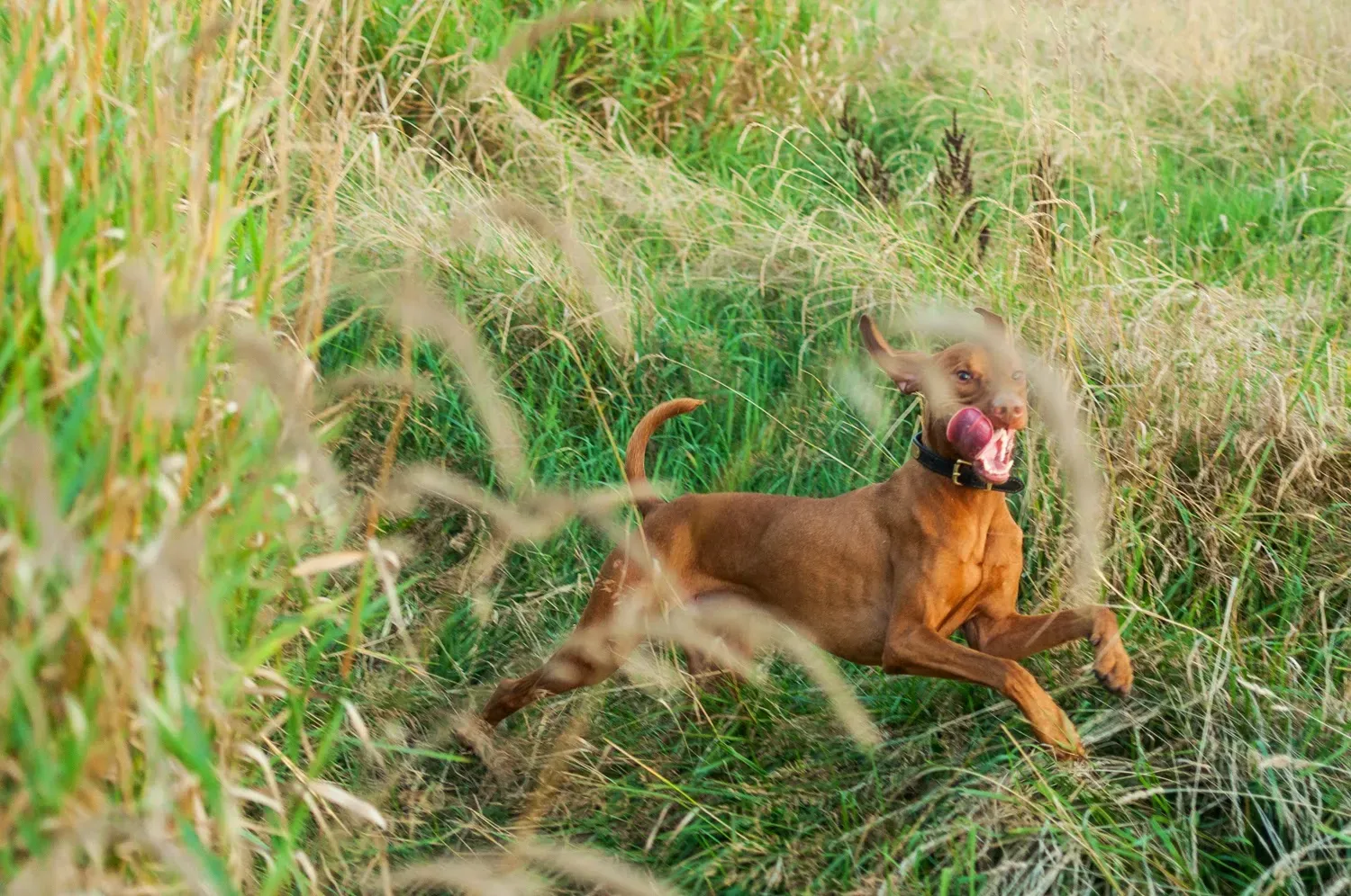 Yoffi’s crazy energy in a picture