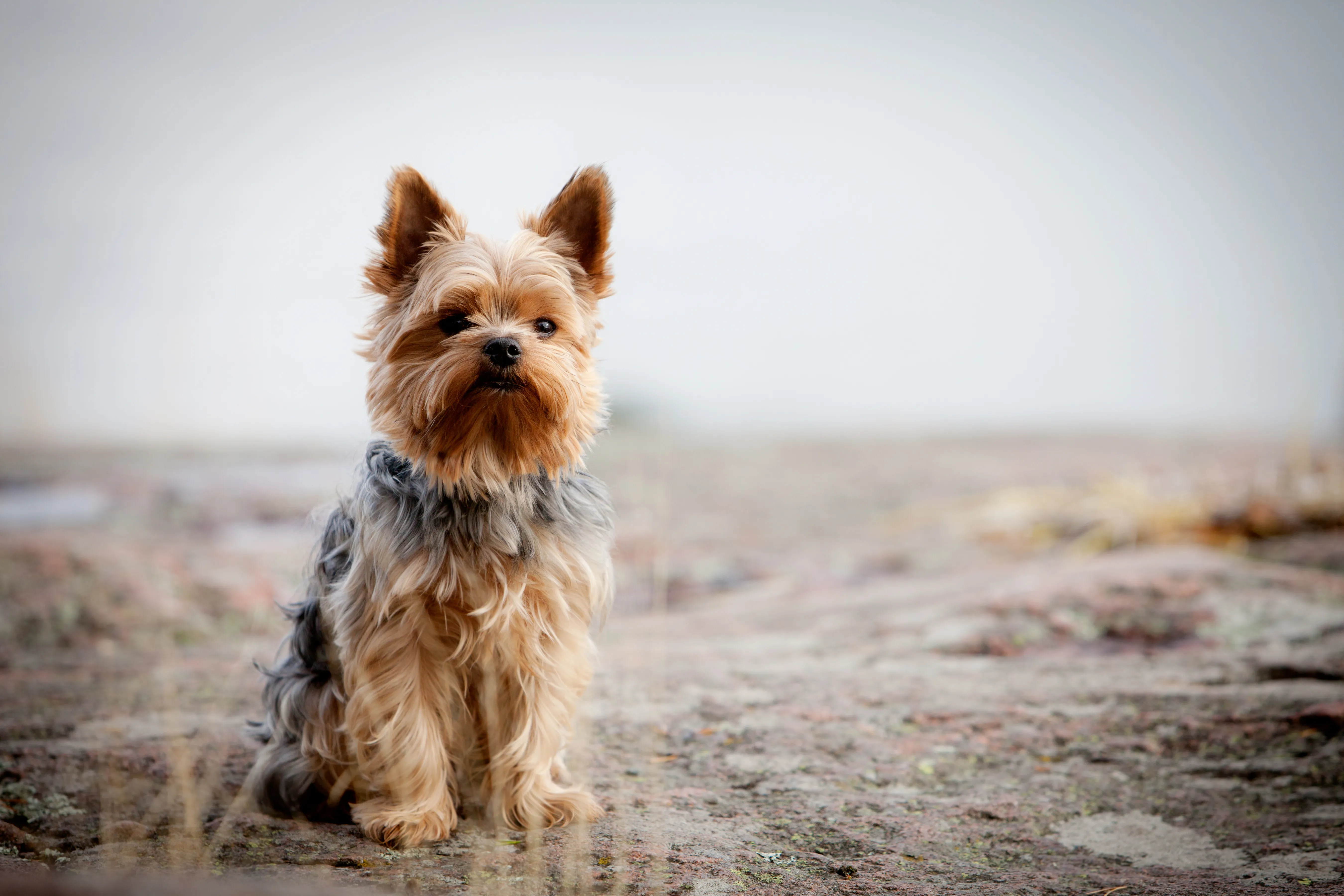 Yorkshire Terrier with sleek coat standing poised