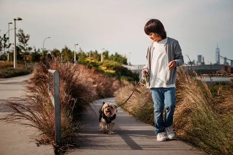 Young boy walking a small dog on a leash through a grassy field