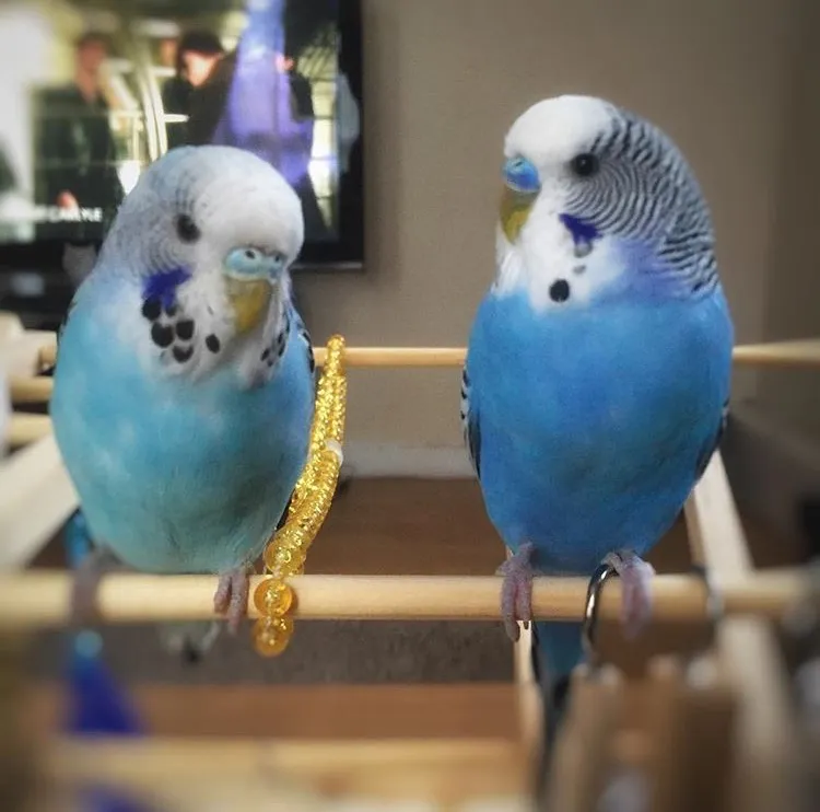 Young female and male budgies Bella and Bert with contrasting blue ceres