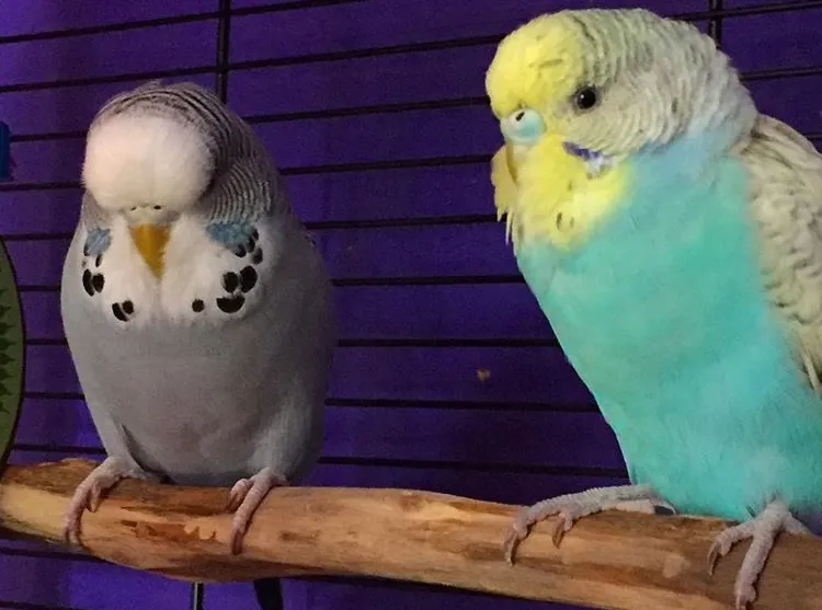 Young female Do with blue-white cere and white nostrils