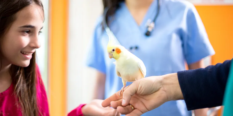 Young girl with pet cockatiel at veterinarian