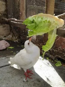 Young king pigeon eating romaine lettuce in aviary