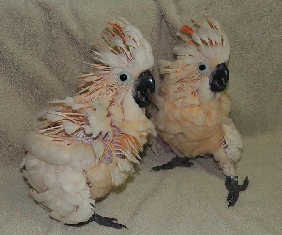 Young Moluccan Cockatoos bred by the author.