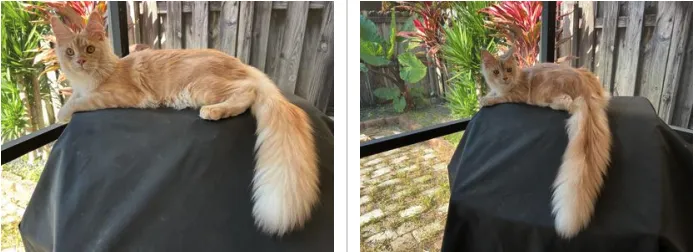 Young red silver Maine Coon kitten looking out a glass door