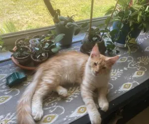 Young red silver Maine Coon on a tablecloth in windowsill
