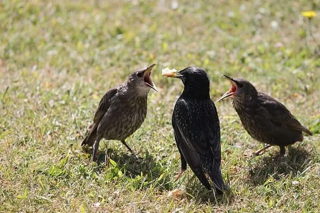 Young starling fledglings perch together, displaying their initial clumsy movements as they test their wings after leaving the nest.