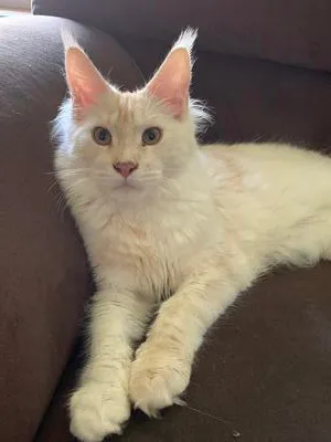 Young white Maine Coon posing