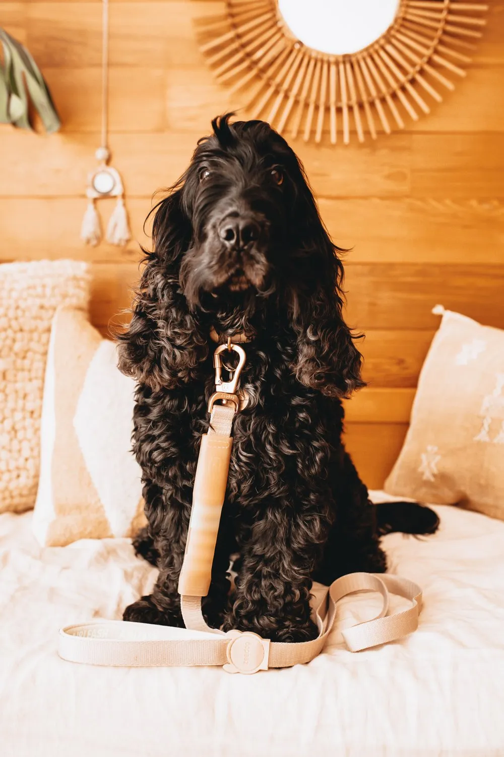 Zee.Dog Kim Airleash in use, highlighting its shock-absorbing technology