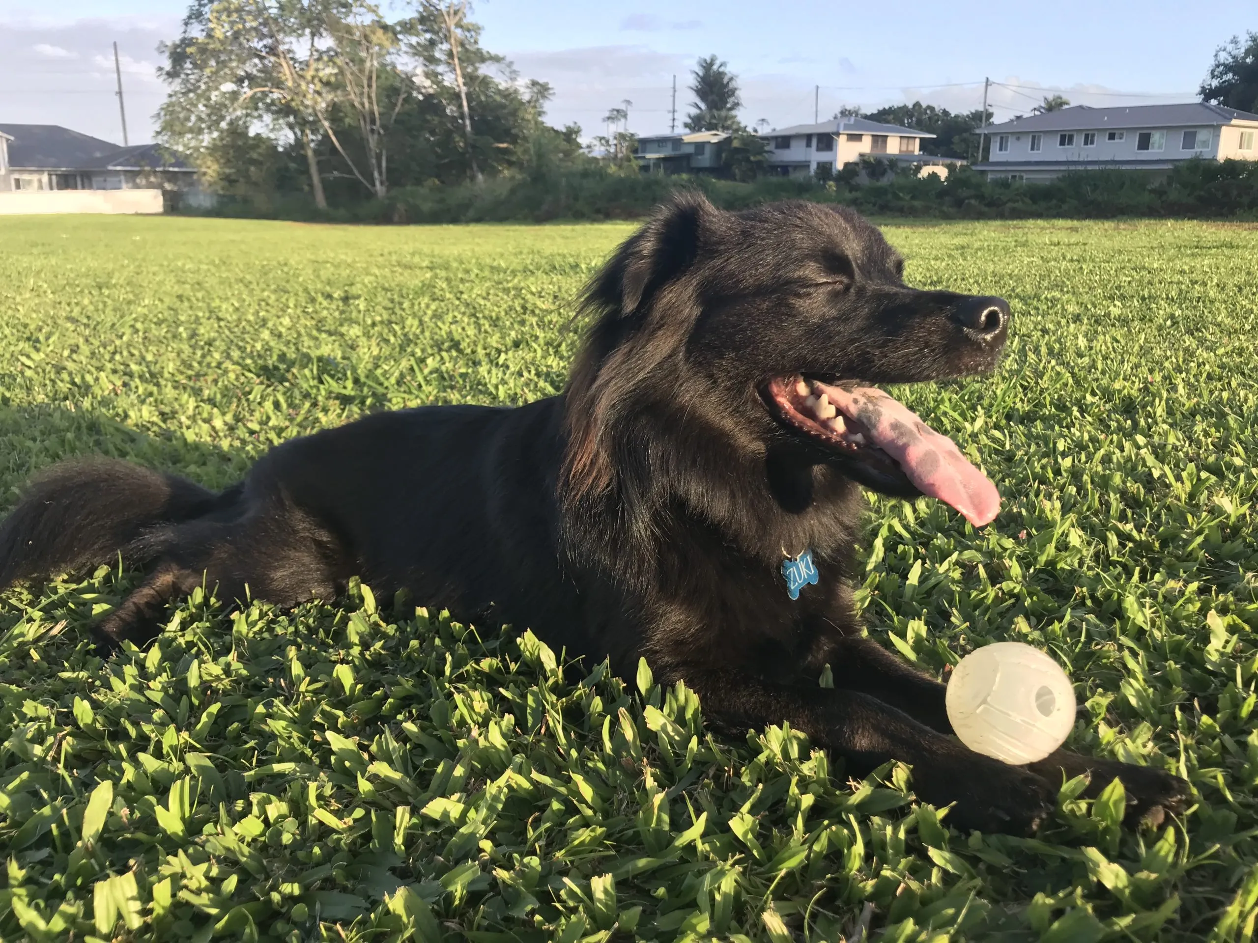Zuki, a healthy glossy dog with personality, post-recovery from skin issues