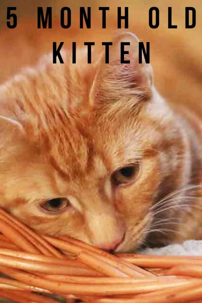 A 5-month-old kitten looking curious