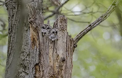 A Barred owl and their young.