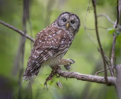 A Barred Owl holding a mouse.