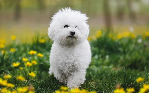 A Bichon Frise, one of the best dog breeds for seniors, is pictured outdoors amongst flowers.