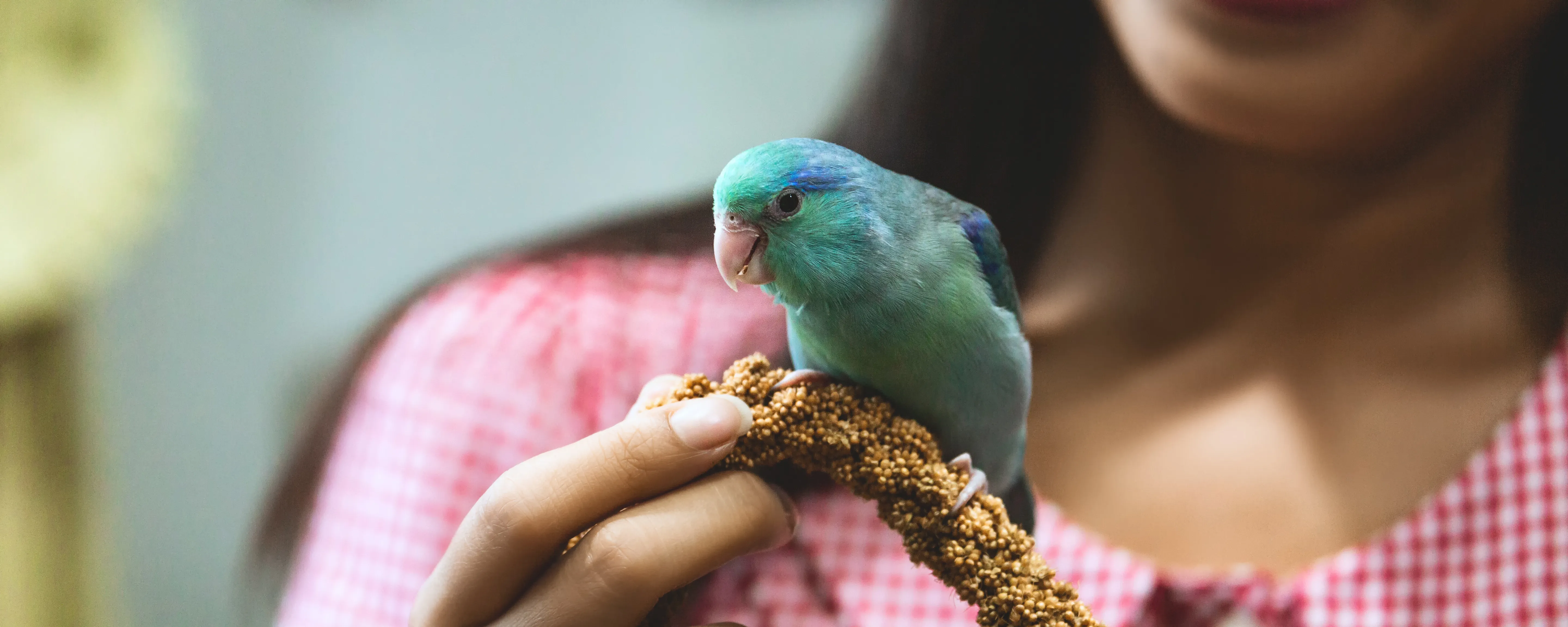 A bird eating spray millet