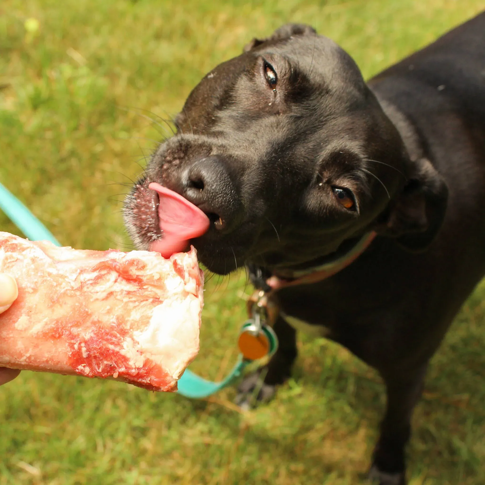 A black dog happily chews on a raw bone in a grassy outdoor setting, with its tongue playfully extended.