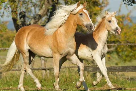 A blonde or flaxen chestnut horse