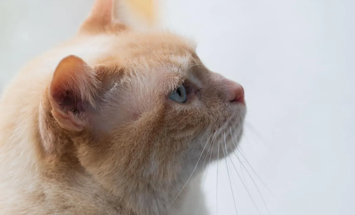 A blue-eyed flame point Siamese cat