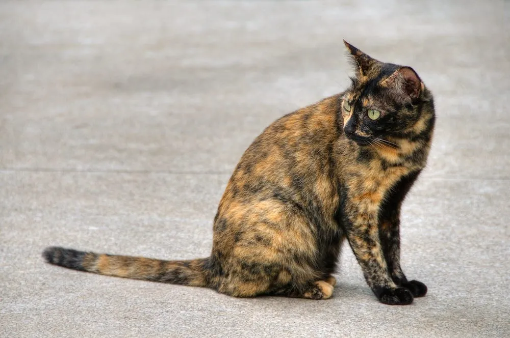 A bridled tortoiseshell cat with colors appearing woven together.