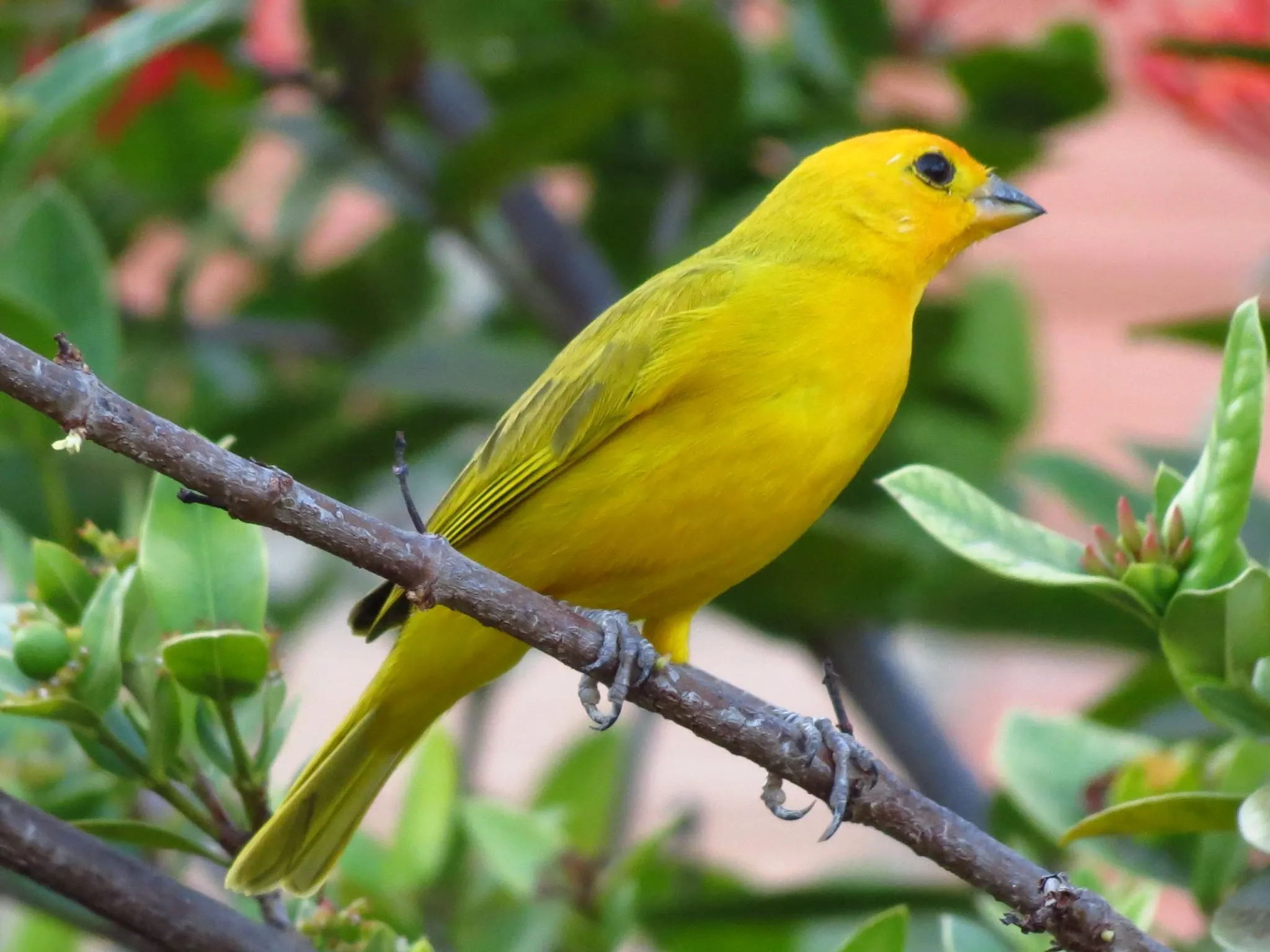 A bright yellow canary singing