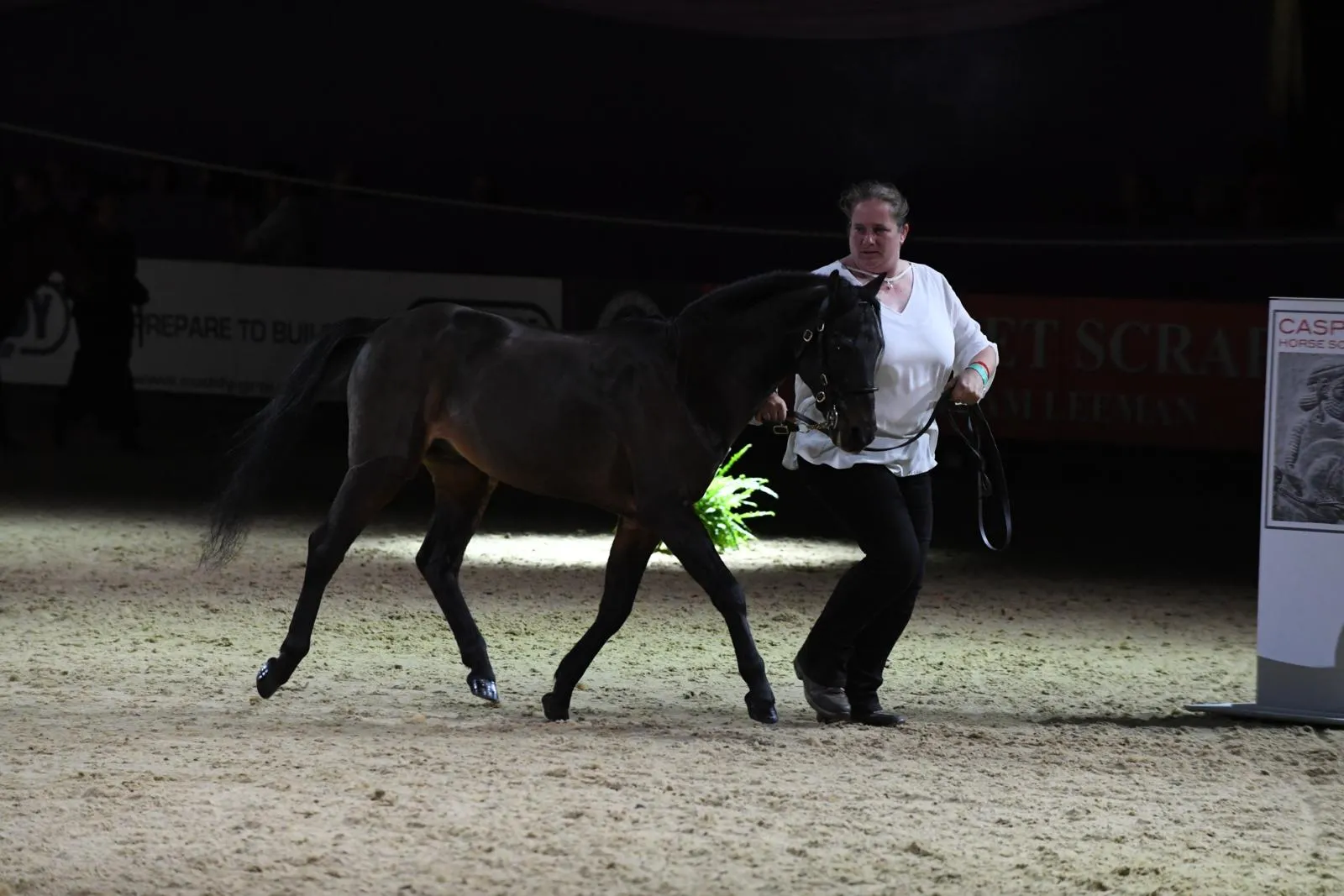 A Caspian Horse at a show