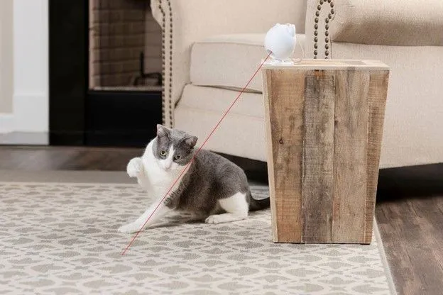 A cat actively playing with a toy