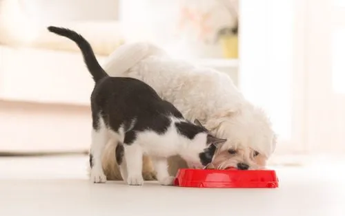 A cat and a dog eating from separate bowls, illustrating separate dietary needs.