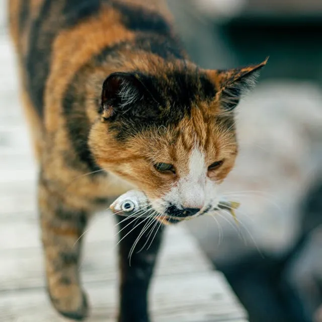 A cat carries a fish in its mouth