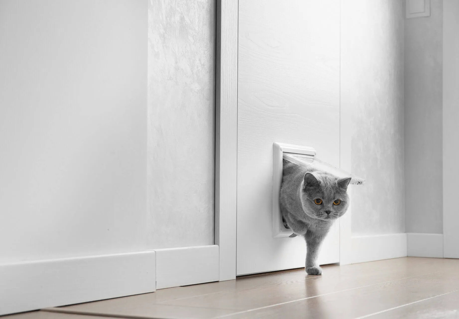 A cat entering a home through a cat flap