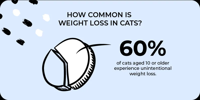 A cat looking curious, with a subtle hint of reduced energy.