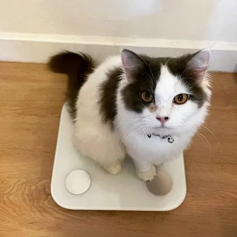 A cat looking curiously at a laptop screen.