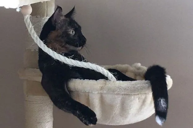 A cat lounging comfortably in a hammock