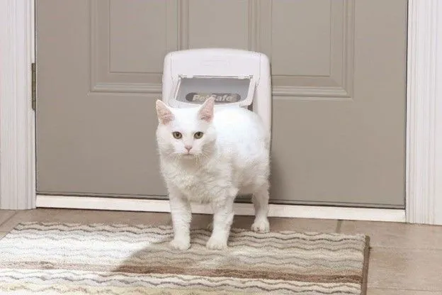 A cat using a cat door