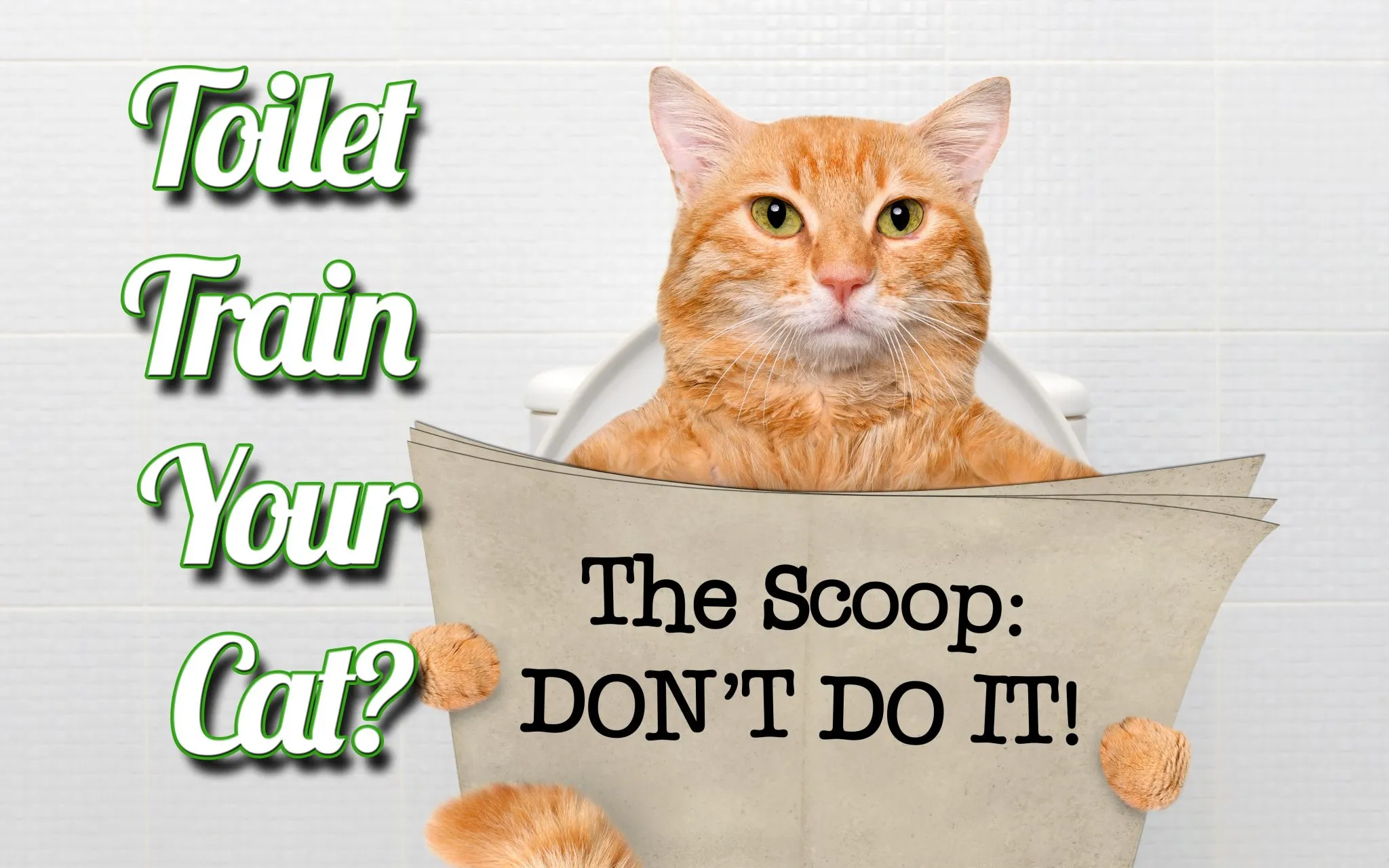 A cat using a litter box