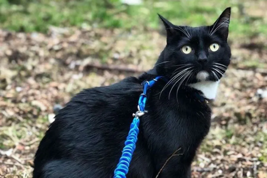 A cat wearing a harness and leash outdoors