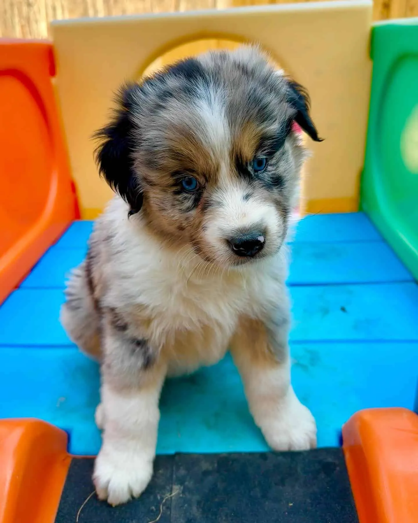 A charming Australian Shepherd puppy sitting attentively.