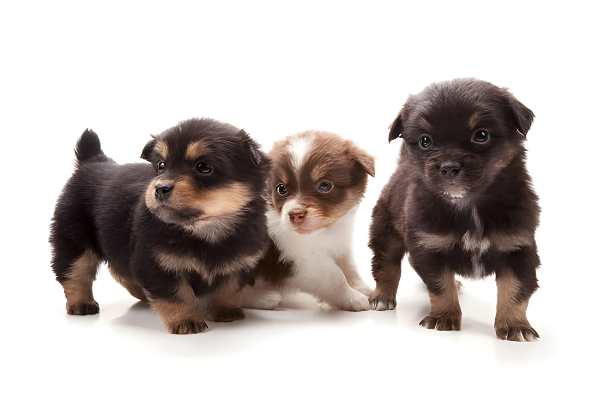 A charming Toy Australian Shepherd puppy.