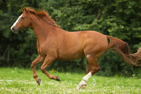 A chestnut horse with a rich coat color