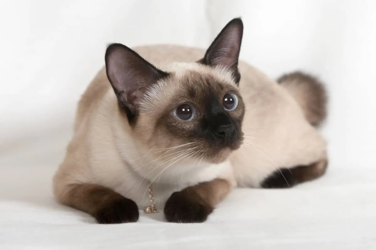 A chocolate point Siamese