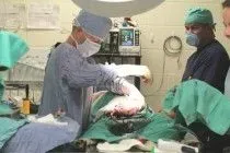 A close-up of a dog's reproductive system during an examination