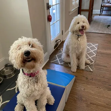 A collage of photos showing various pets being cared for by sitters.