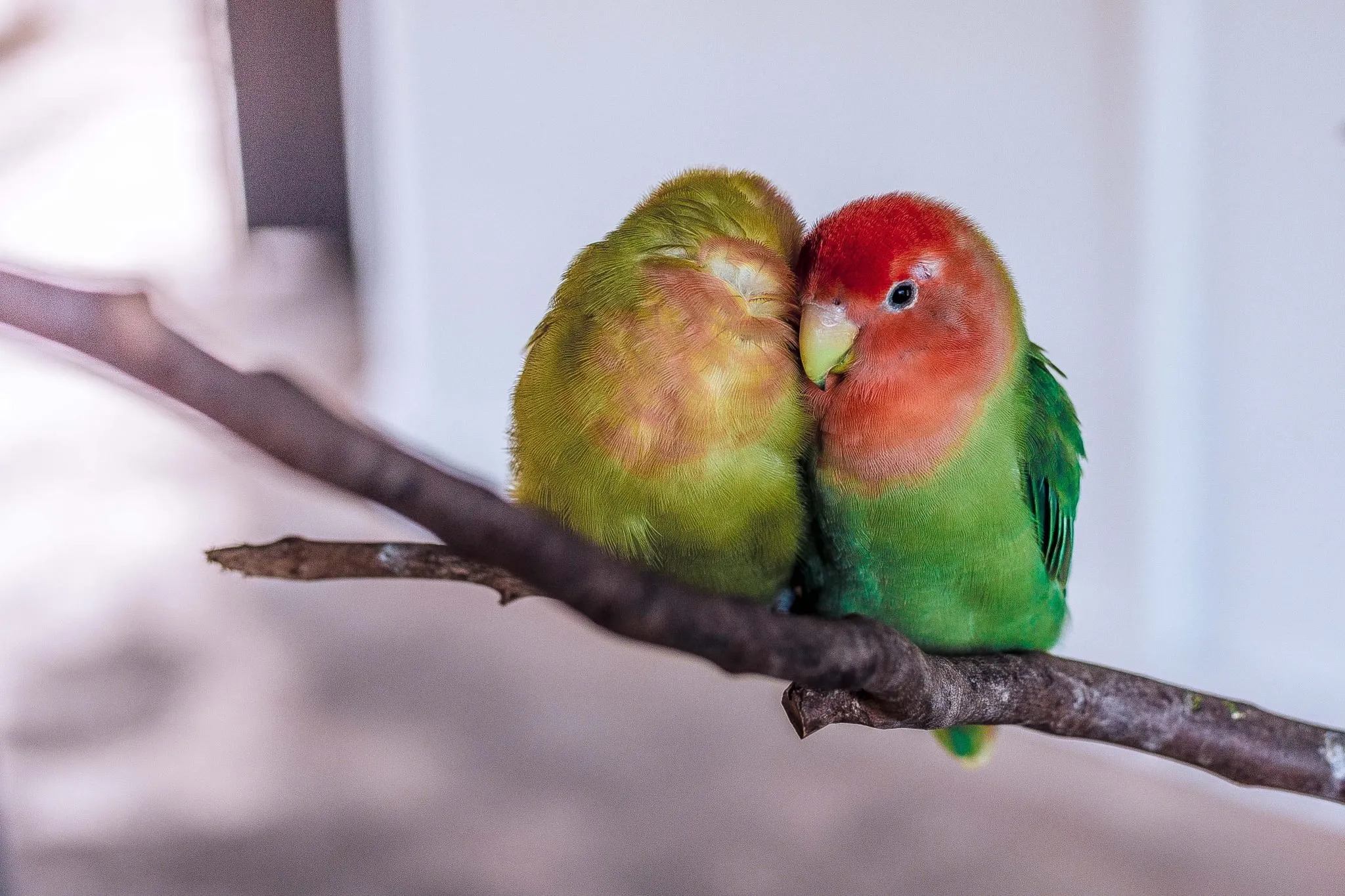 A colorful lovebird perched on a hand
