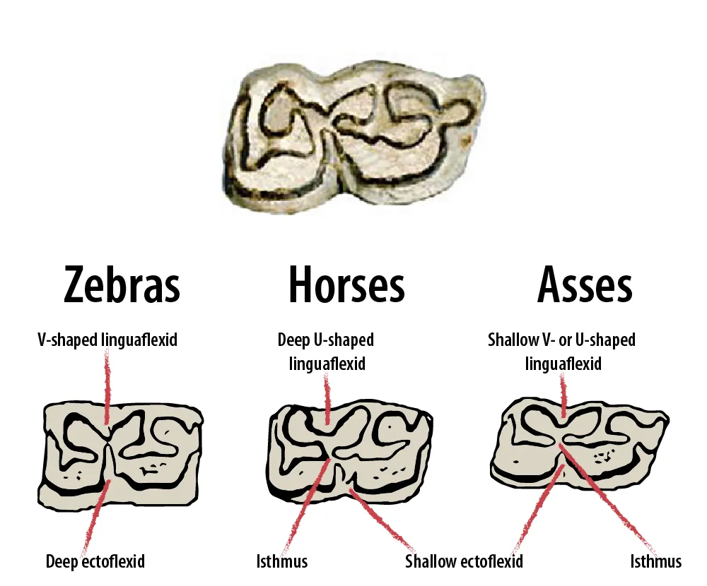 A comparison of fossil teeth, with one resembling a zebra's.
